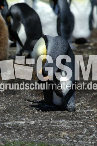 Königspinguin (47 von 84).jpg